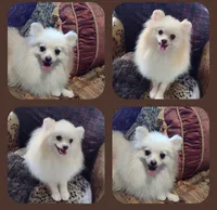  Joline , a female Pomeranian for sale in Lyford, TX – 2 of 8