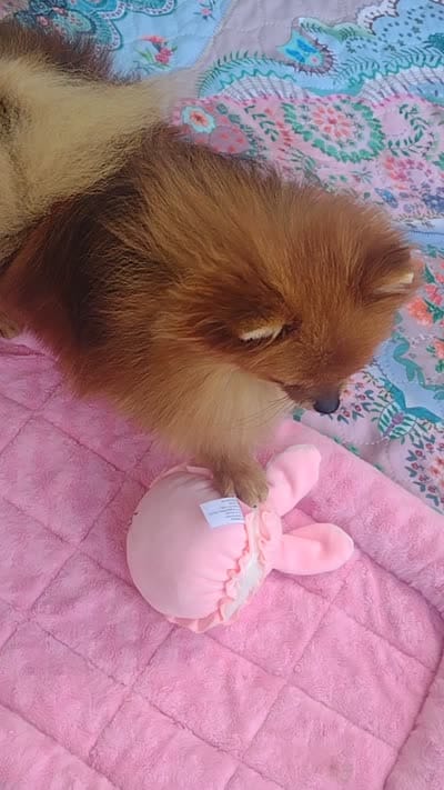 Adele- Videos , a female Pomeranian for sale in Lyford, TX – 9 of 10