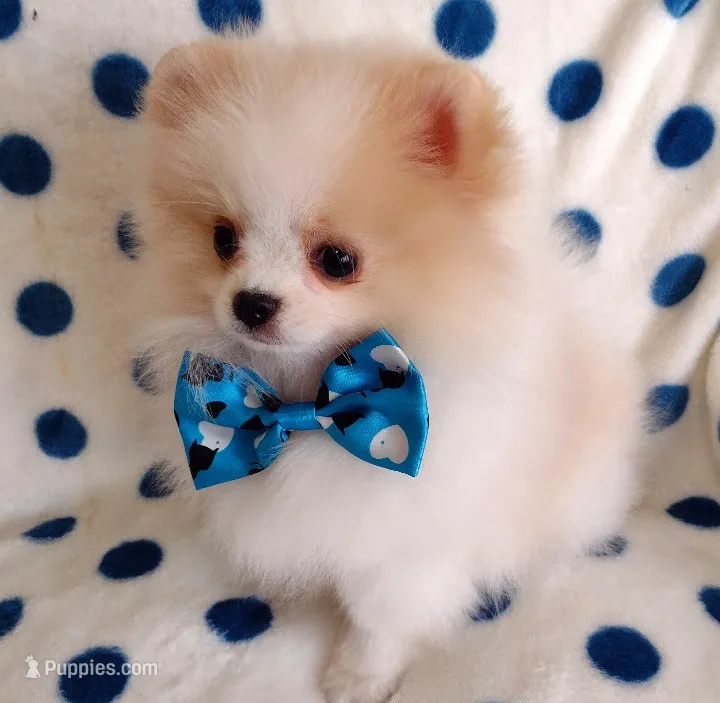 Tommy Tu-Tone , a male Pomeranian for sale in Lyford, TX – 1 of 10