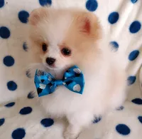 Tommy Tu-Tone , a male Pomeranian for sale in Lyford, TX – 1 of 10