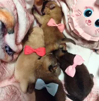 Proud Parents , a female Pomeranian for sale in Lyford, TX – 6 of 8