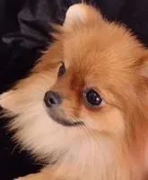  Tiny Female Diva, a female Pomeranian for sale in Lyford, TX – 3 of 10