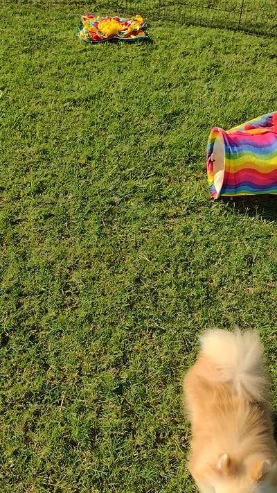  Aladin - Videos , a male Pomeranian for sale in Lyford, TX – 8 of 8