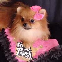  Tiny Female Diva, a female Pomeranian for sale in Lyford, TX – 6 of 10