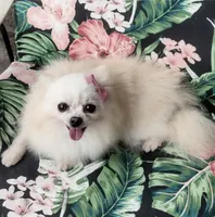 Korean Import Sasha , a female Pomeranian for sale in Lyford, TX – 4 of 6