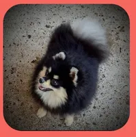 BETTIE , a female Pomeranian for sale in Lyford, TX – 6 of 10