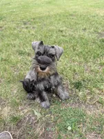 Diva F, a female Miniature Schnauzer for sale in Montevideo, MN – 4 of 9
