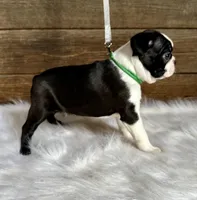 Titus, a male Boston Terrier for sale in Montevideo, MN – 6 of 10