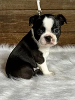 Titus, a male Boston Terrier for sale in Montevideo, MN – 7 of 10