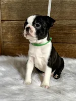 Titus, a male Boston Terrier for sale in Montevideo, MN – 9 of 10