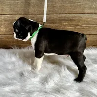 Titus, a male Boston Terrier for sale in Montevideo, MN – 10 of 10