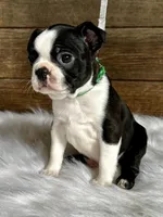 Titus, a male Boston Terrier for sale in Montevideo, MN – 8 of 10