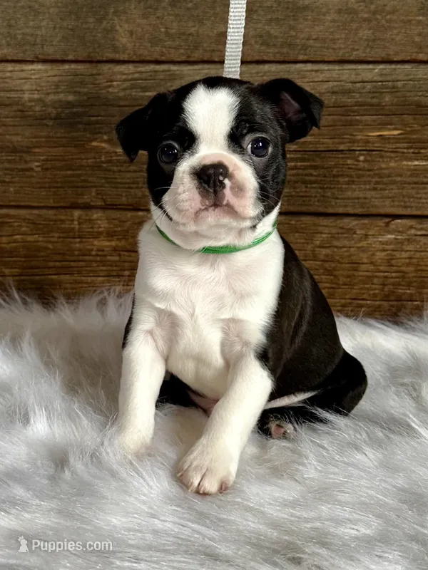 Titus – Boston Terrier puppy for sale in Montevideo, MN