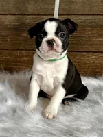 Titus, a male Boston Terrier for sale in Montevideo, MN – 1 of 10