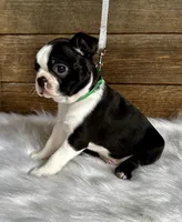 Titus, a male Boston Terrier for sale in Montevideo, MN – 2 of 10