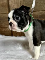 Titus, a male Boston Terrier for sale in Montevideo, MN – 4 of 10