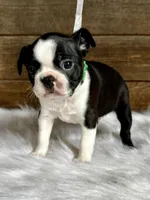 Titus, a male Boston Terrier for sale in Montevideo, MN – 5 of 10