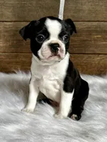 Titus, a male Boston Terrier for sale in Montevideo, MN – 3 of 10