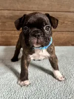 Harlin, a male Boston Terrier and French Bulldog for sale in Montevideo, MN – 2 of 9