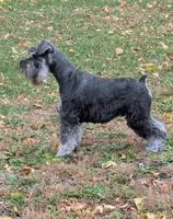 Maggie, a female Miniature Schnauzer for sale in Montevideo, MN – 4 of 10