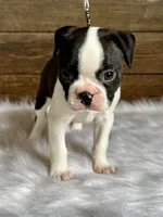 Fritz, a male Boston Terrier for sale in Montevideo, MN – 9 of 10