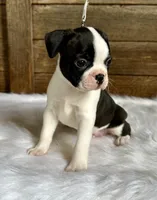 Fritz, a male Boston Terrier for sale in Montevideo, MN – 3 of 10