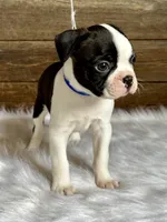 Fritz, a male Boston Terrier for sale in Montevideo, MN – 4 of 10