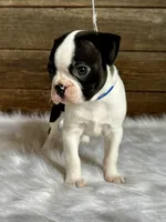 Fritz, a male Boston Terrier for sale in Montevideo, MN – 5 of 10