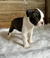 Fritz, a male Boston Terrier for sale in Montevideo, MN – 7 of 10
