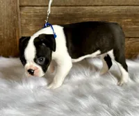 Fritz, a male Boston Terrier for sale in Montevideo, MN – 8 of 10