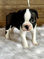 Fritz, a male Boston Terrier for sale in Montevideo, MN – 6 of 10