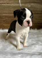 Fritz, a male Boston Terrier for sale in Montevideo, MN – 2 of 10
