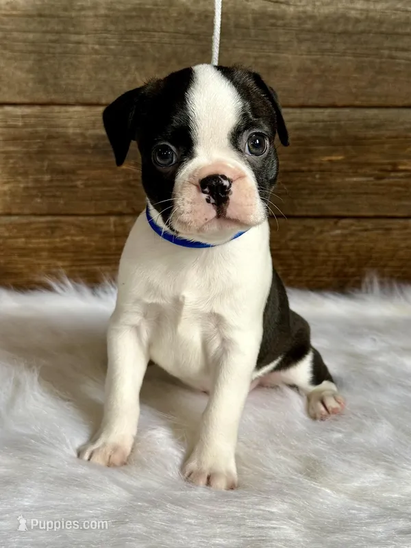 Fritz, a male Boston Terrier for sale in Montevideo, MN – 1 of 10