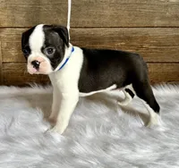 Fritz, a male Boston Terrier for sale in Montevideo, MN – 10 of 10