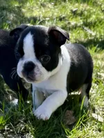 Blaze, a male Boston Terrier for sale in Montevideo, MN – Photo 7 of 10