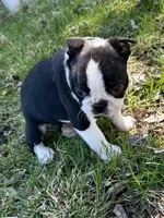 Blaze, a male Boston Terrier for sale in Montevideo, MN – Photo 8 of 10