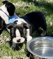 Blaze, a male Boston Terrier for sale in Montevideo, MN – Photo 5 of 10