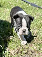 Blaze, a male Boston Terrier for sale in Montevideo, MN – Photo 4 of 10