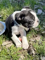 Blaze, a male Boston Terrier for sale in Montevideo, MN – Photo 3 of 10