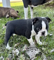 Blaze, a male Boston Terrier for sale in Montevideo, MN – Photo 1 of 10