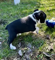 Blaze, a male Boston Terrier for sale in Montevideo, MN – Photo 10 of 10