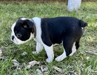 Blaze, a male Boston Terrier for sale in Montevideo, MN – Photo 9 of 10