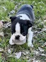 Blaze, a male Boston Terrier for sale in Montevideo, MN – Photo 6 of 10