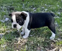 Blaze, a male Boston Terrier for sale in Montevideo, MN – Photo 2 of 10
