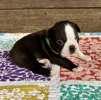 Spike, a male Boston Terrier for sale in Montevideo, MN – Photo 7 of 9