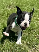 Spike, a male Boston Terrier for sale in Montevideo, MN – 4 of 7