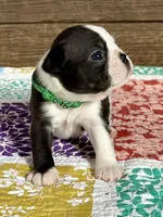 Spike, a male Boston Terrier for sale in Montevideo, MN – Photo 1 of 9