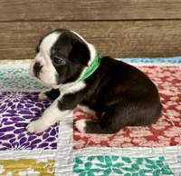 Spike, a male Boston Terrier for sale in Montevideo, MN – Photo 6 of 9