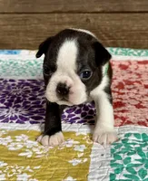 Spike, a male Boston Terrier for sale in Montevideo, MN – Photo 2 of 9