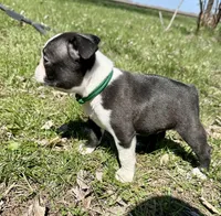 Spike, a male Boston Terrier for sale in Montevideo, MN – 7 of 7